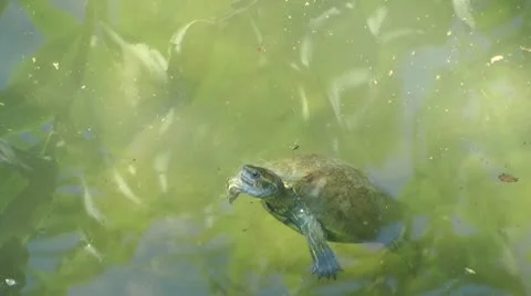 Turtle in the water Stock Footage 8985643