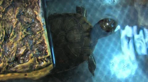 Turtle in water Video stock 10862442