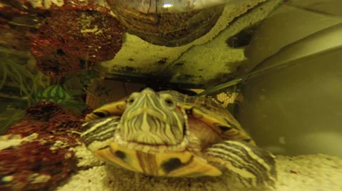 Turtle in water Stock Footage 36043457