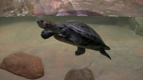 Turtle in the water Stock Footage 65975822