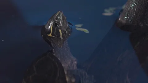 Turtle in water 스톡 동영상 87003824