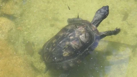 Turtle in the water Stock Footage 164918218