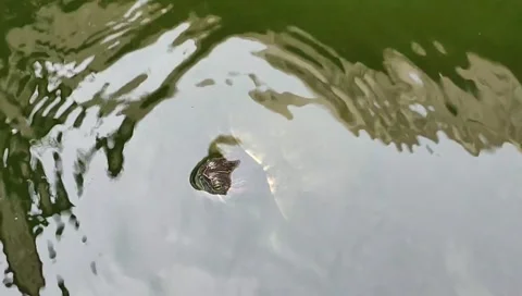 Turtle in the water Stock Footage 243097049