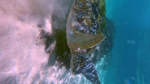 Turtle in the water Stock Footage 263936615