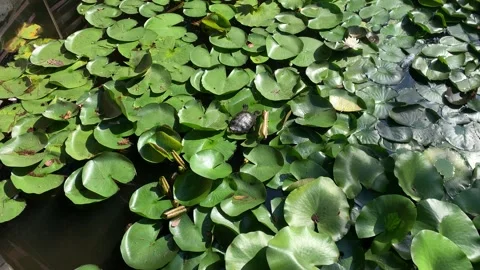 A turtle on water lilies Stock Footage 255847391