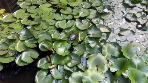 A turtle on water lilies Stock Footage 255848278