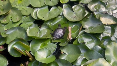 A turtle on water lilies Stock Footage 255848317