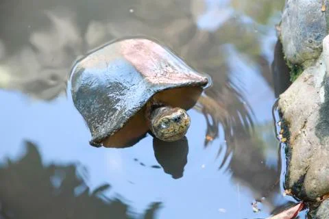 Turtle in water Stock Photos