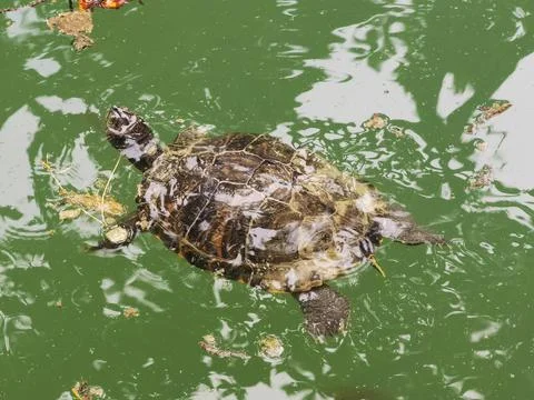 Turtle in the water Foto stock