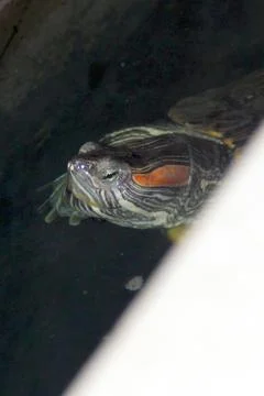 Turtle in the water Foto stock