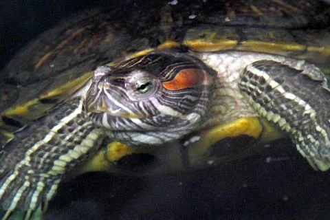 Turtle in the water Stock Photos