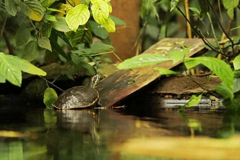 Turtle in the water Stock Photos