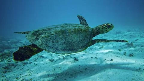 Turtle in the water Stock Photos
