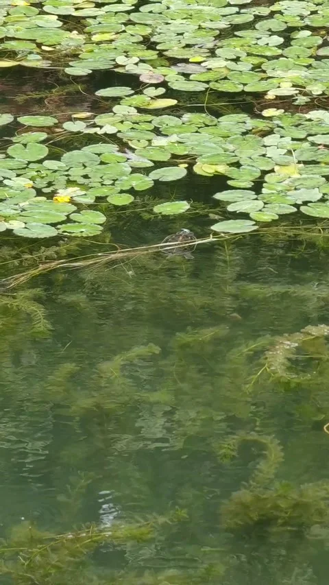 Turtle with water plants vertical video Stock Footage 247907992