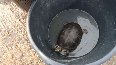 Turtle in wet market Stock Footage 129357899