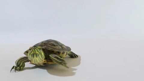 Turtle on a white background goes to the camera Stock Footage