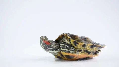 A turtle on a white background looks into the frame. Stock Footage 153456069
