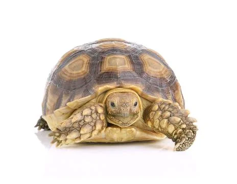 Turtle on white background Stock Photos