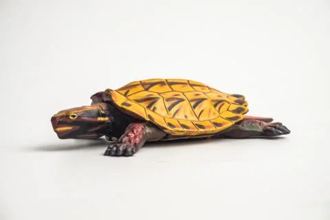 Turtle on white background Foto stock