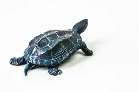 Turtle on white background Stock Photos