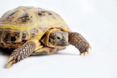 Turtle on a white background Stock Photos