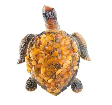 Turtle on a white background Stock Photos