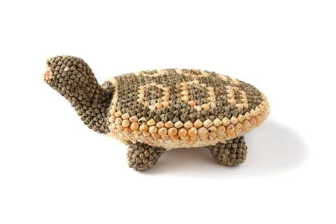 Turtle on a white background Stock Photos