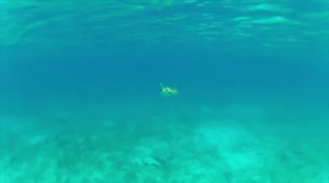 Turtle wide chase cam Stock Footage 24357737