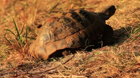 Turtle Wide Stock Footage 27846362
