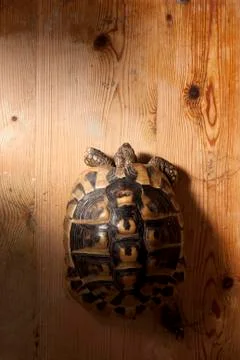 Turtle on Wood Stock Photos