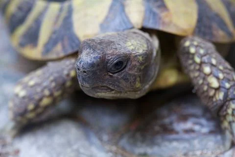 Turtle in a yard seen up close Stock Photos