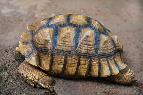 Turtle with yellow and black shell crawling on the sand close-up Stock Photos