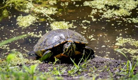 A turtle with yellow stripes on its face rests on the muddy bank of a pond Fotos de archivo