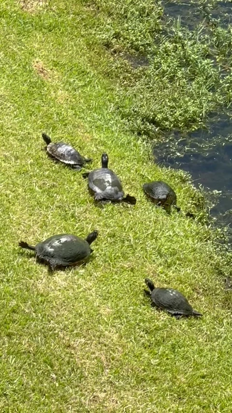 Turtle Yoga, Gainesville, Florida, USA - 22 Aug 2026 Vidéo 344325944