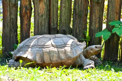 Turtle at the zoo. Stock-Fotos