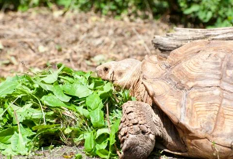 Turtle at the zoo. Stock-Fotos