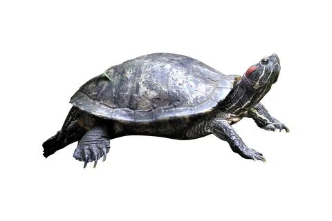 Turtle in the zoo Stock Photos
