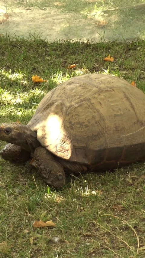Turtle in the Zoo Vertical Video Stock Footage 302259158