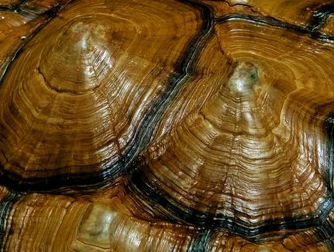 The turtle&amp;#039;s shell is made of bones fused with ribs, shoulder blades Stock Photos
