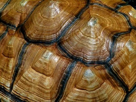 The turtle&amp;#039;s shell is made of bones fused with ribs, shoulder blades Stock Photos