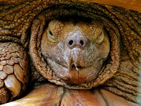The turtle&amp;#039;s shell is made of bones fused with ribs, shoulder blades Stock Photos