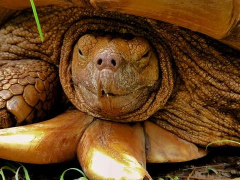 The turtle&amp;#039;s shell is made of bones fused with ribs, shoulder blades Stock-Fotos