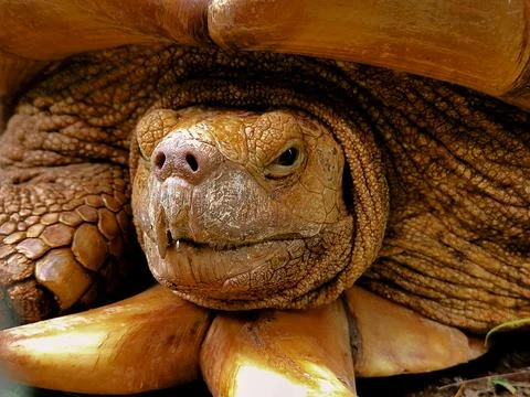 The turtle&amp;#039;s shell is made of bones fused with ribs, shoulder blades Foto stock