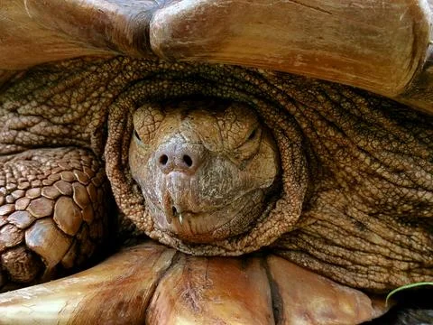 The turtle&amp;#039;s shell is made of bones fused with ribs, shoulder blades Stock Photos