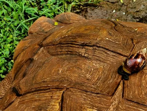 The turtle&amp;#039;s shell is made of bones fused with ribs, shoulder blades Foto stock