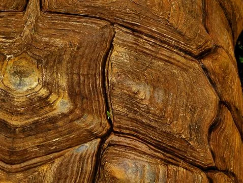 The turtle&amp;#039;s shell is made of bones fused with ribs, shoulder blades Stock Photos
