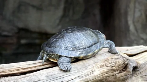 Turtle1 1 Stock Footage 7756500