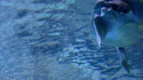 Turtle2 1 Video stock 7756527