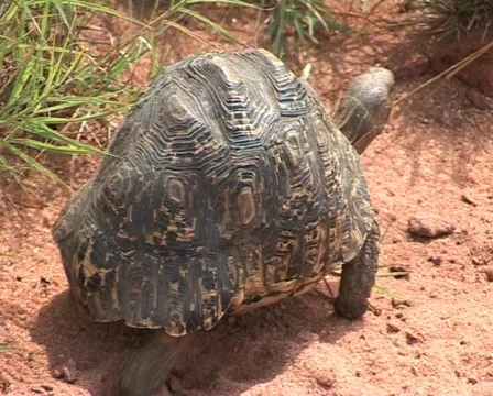 Turtle2 Video stock 557872