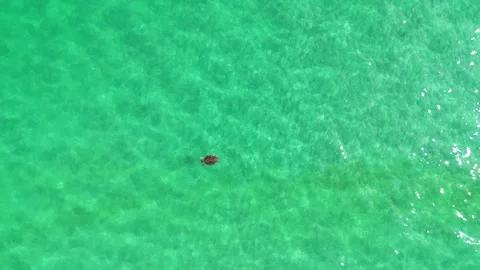 Turtle2 Stock Footage 285670015